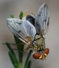 358075 – Photo : ANDRE LABETAA – France (66)