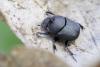 358168 – Photo : Thomas Reverchon – France (21)