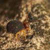 358513 – Photo : Simon Thevenin – France (34)