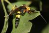 358571 – Photo : Jean-Laurent HENTZ – France (30)