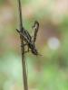 Dorycera grandis