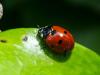 358288 – Photo : BourrinOman – France (83)