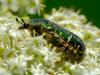 Cetonia aurata