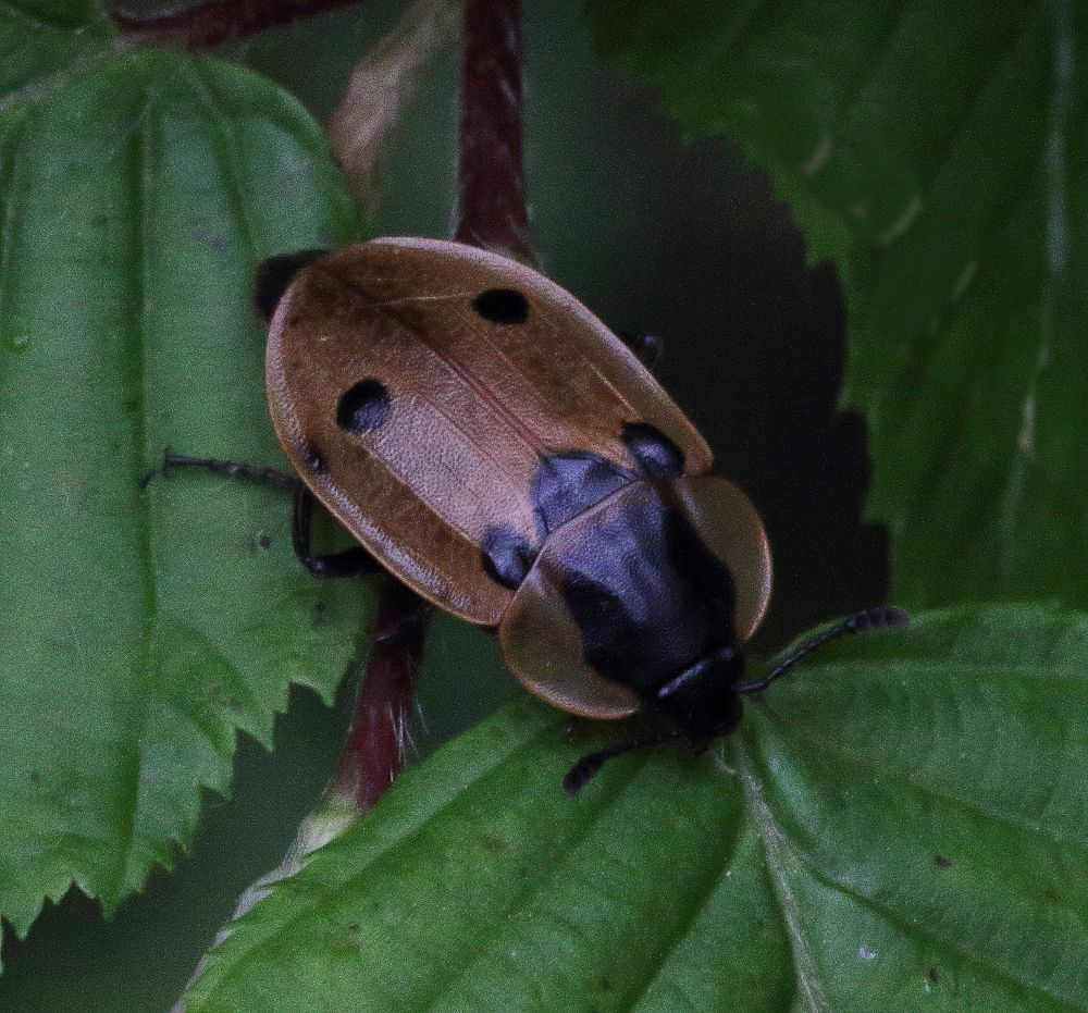 Richard Goldstein - Dendroxena quadrimaculata - réf. 358881 (1000 x 931 pixels, 213 ko)