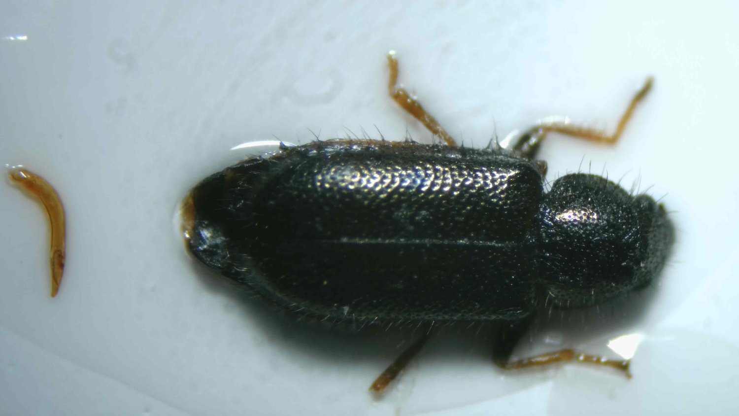 Simon Thevenin - Aplocnemus (Aplocnemus) virens - réf. 358421 (1500 x 844 pixels, 105 ko)