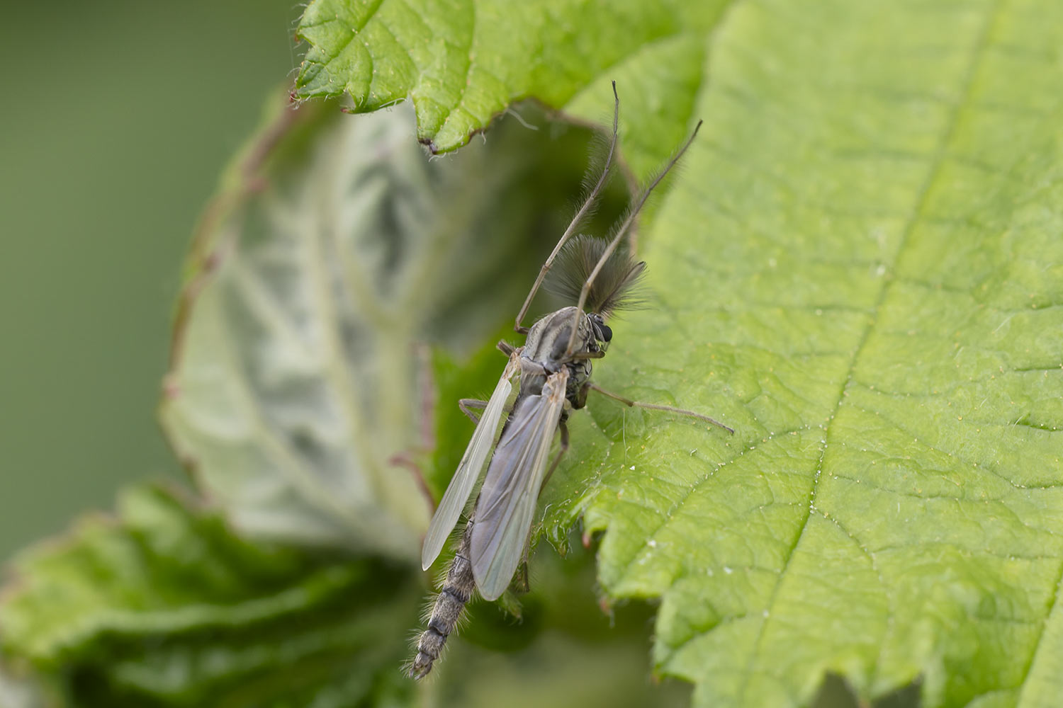 Pierre Duhem - Glyptodentipes sp. - réf. 358579 (1500 x 1000 pixels, 136 ko)