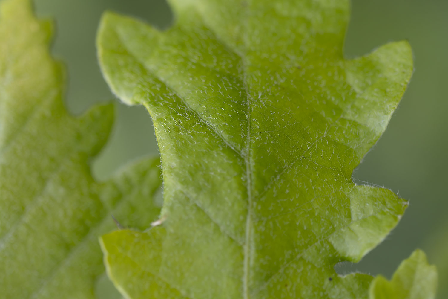 Pierre Duhem - Macrodiplosis pustularis - réf. 358511 (1500 x 1000 pixels, 144 ko)