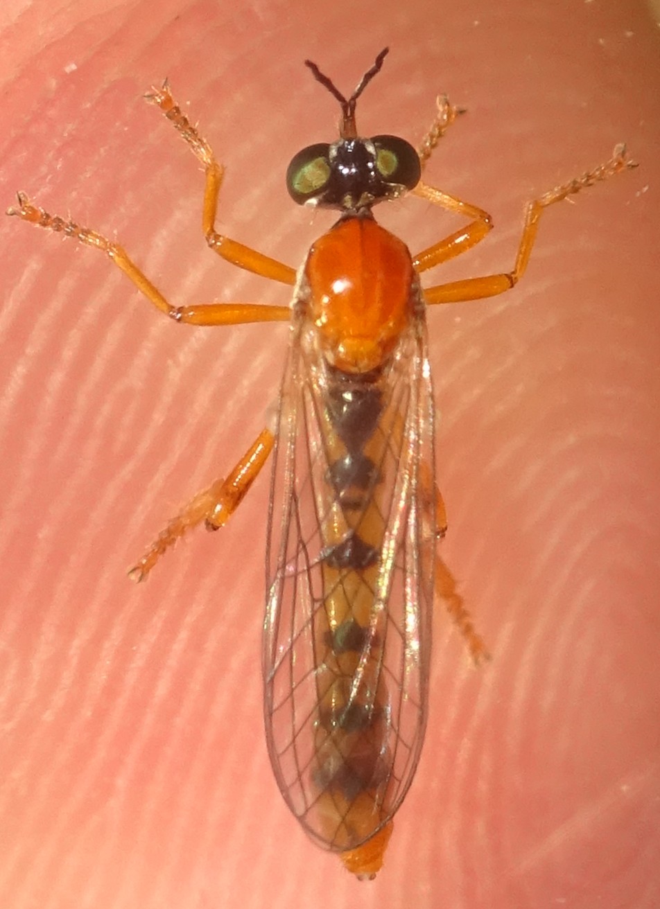 MOLINIER Cédric - Dioctria rufa - réf. 358763 (952 x 1312 pixels, 197 ko)