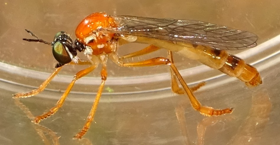 MOLINIER Cédric - Dioctria rufa - réf. 358764 (949 x 493 pixels, 96 ko)
