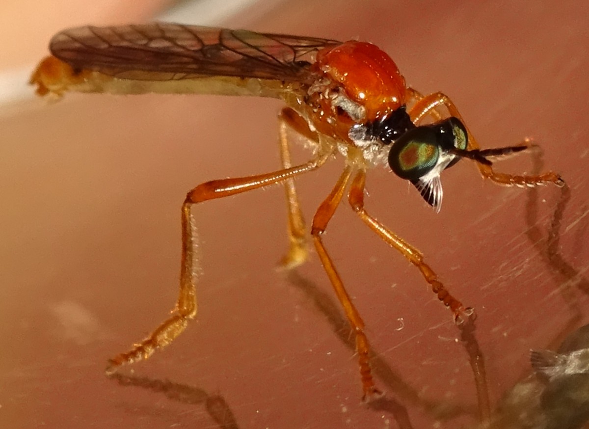MOLINIER Cédric - Dioctria rufa - réf. 358765 (1200 x 874 pixels, 161 ko)