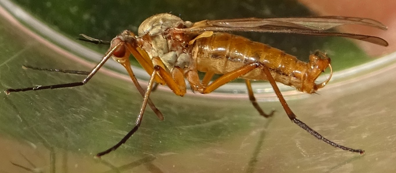 MOLINIER Cédric - Empis (Xanthempis) punctata - réf. 358972 (1364 x 597 pixels, 153 ko)