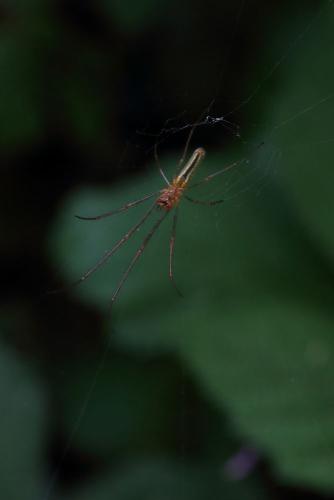 Tetragnatha sp.