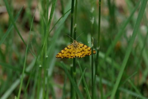 Pseudopanthera macularia