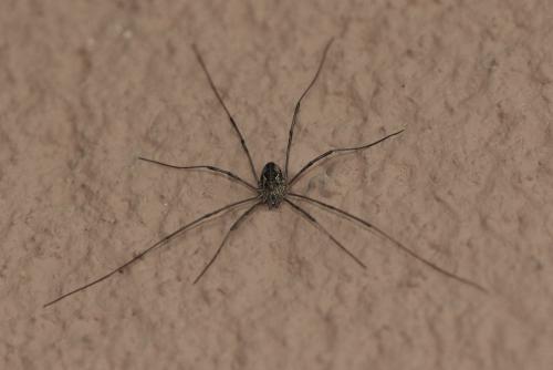 Phalangium opilio