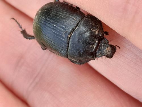 Réf. 359 585 : Typhaeus typhoeus