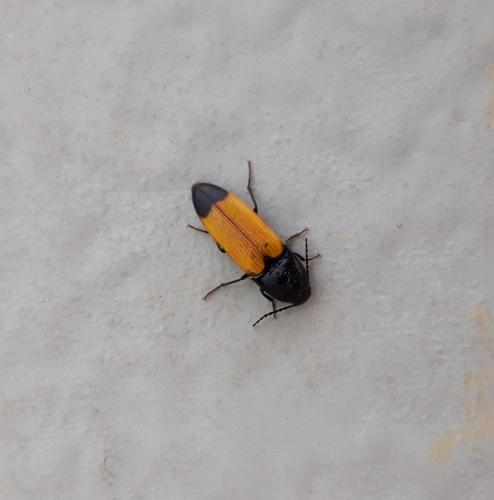 Ampedus elegantulus
