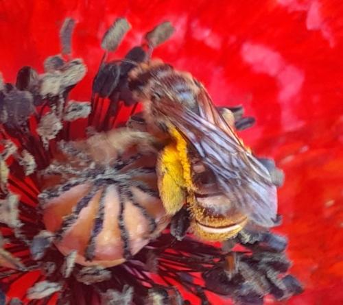 Lasioglossum sp.
