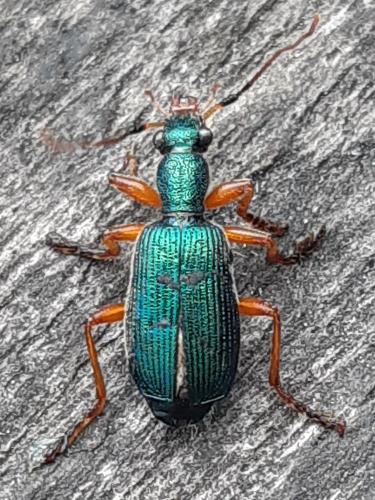 Drypta dentata