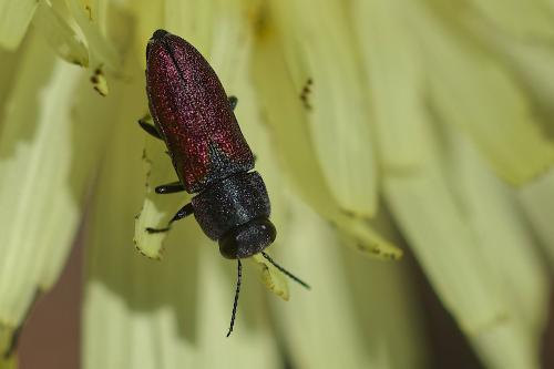 Anthaxia parallela