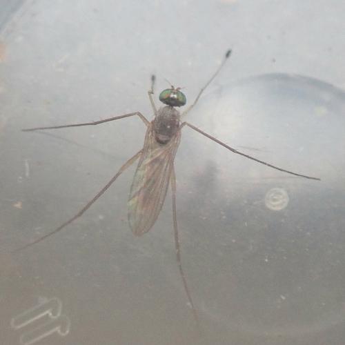 Neurigona quadrifasciata