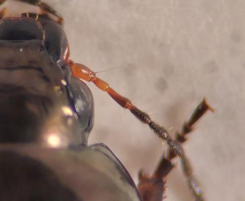 Amara schimperi