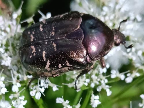 Potosia cuprea bourgini