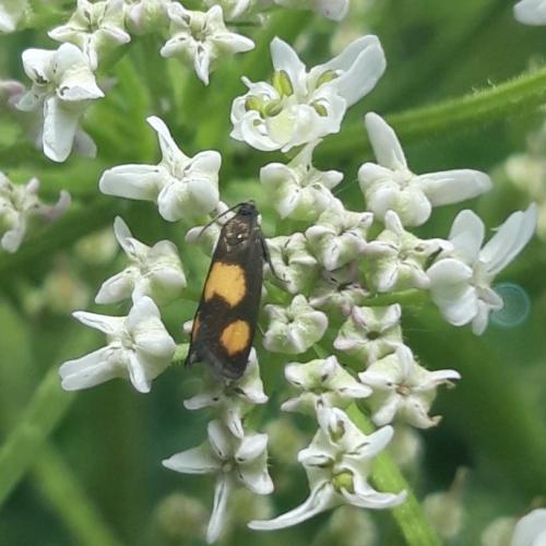 Pammene aurana