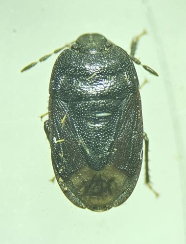 Ochetostethus nanus
