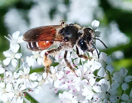 Andrena schencki