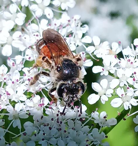 Andrena schencki