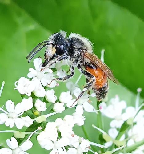 Andrena schencki