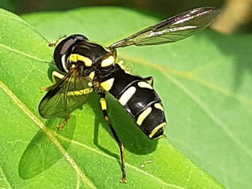 Philhelius sp.