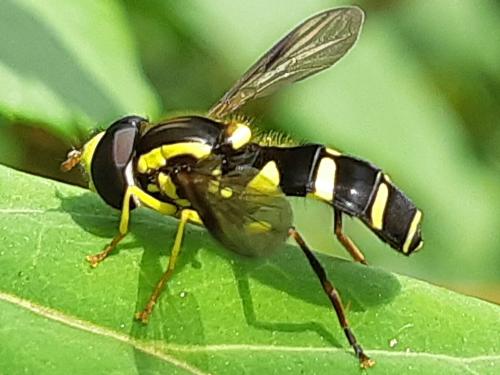 Philhelius sp.