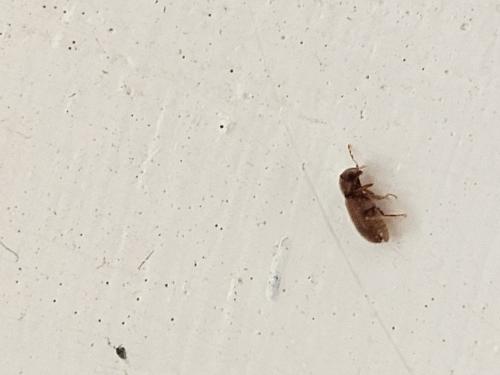 Stegobium paniceum