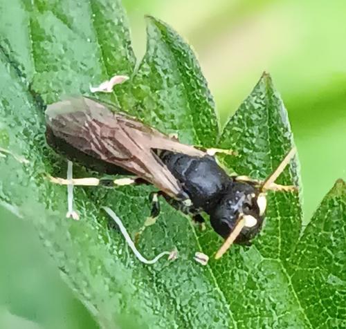 Hylaeus cornutus