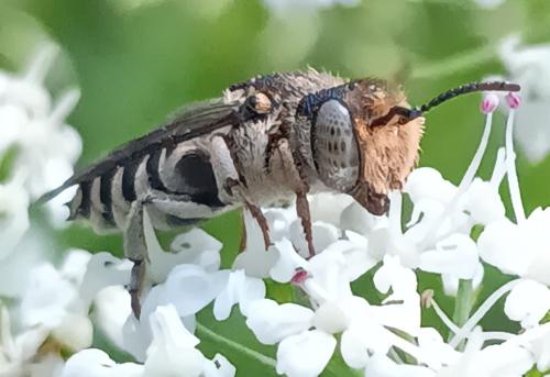 Coelioxys sp.