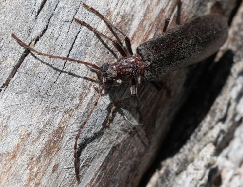 Calopus serraticornis