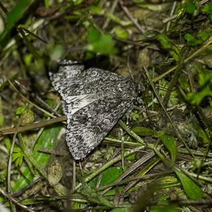 Acronicta megacephala