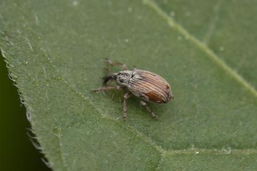 Malvapion malvae