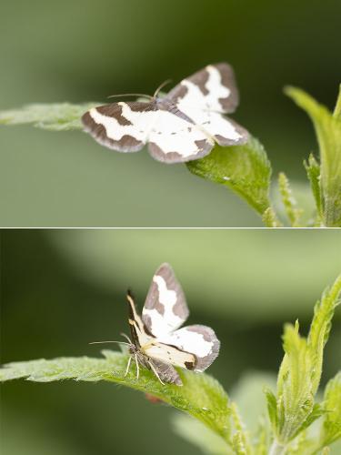 Lomaspilis marginata