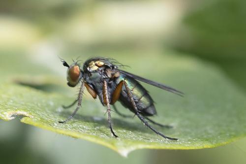Réf. 359 238 : Dolichopus ungulatus