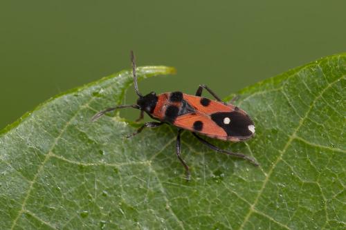 Horvathiolus superbus