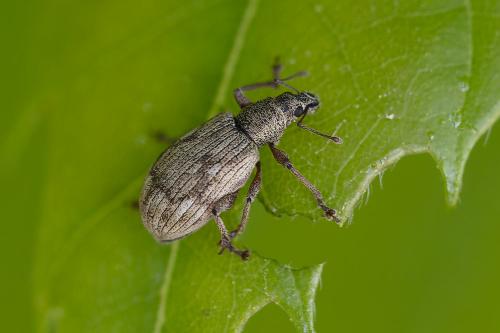 Polydrusus tereticollis