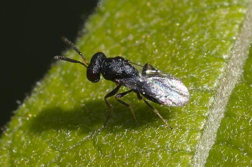 Pteromalini