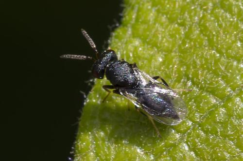 Pteromalini