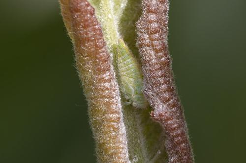 Macropsis sp.