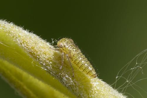 Idiocerus lituratus