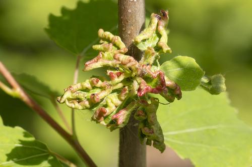 Aceria populi