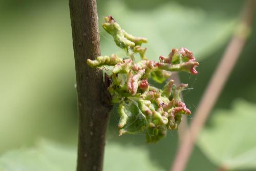 Aceria populi