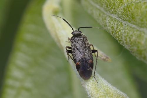 Mesopsallus ambiguus